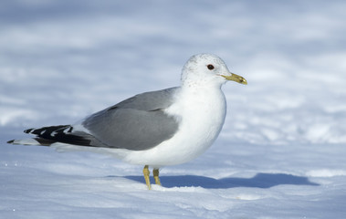 Common gull in the snow