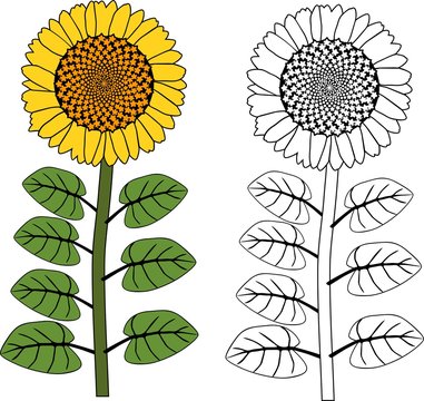 Coloring page. Sunflower plant with yellow flower and leaves
