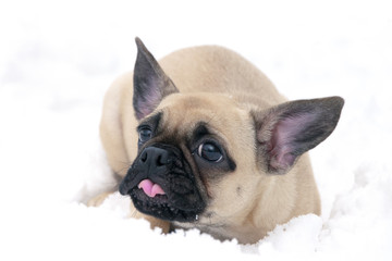 .Very funny long-eared bulldog dog in the snow shows the tongue