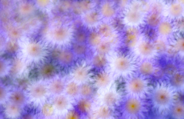 Michaelmas Daisy or New York Aster texture for background