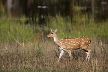 Spotted deer In Kanha National Park in India
