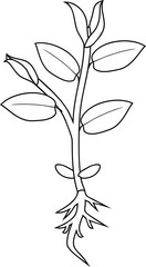 Coloring page. Young plant with root and leaves