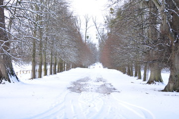 Snowy tree lined avanue