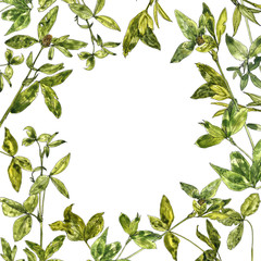 watercolor drawing clover leaves