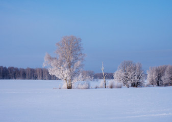 beautiful winter landscape with white trees