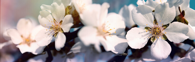 Panele Szklane  Selektywne skupienie się na płatkach kwiatów i pręcikach - pięknie kwitnące drzewo owocowe na wiosnę