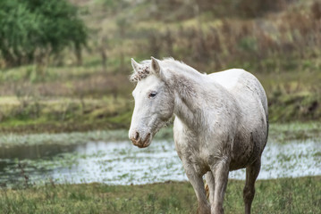 Obraz premium Herd of horses wild on a field in Argentina in winter