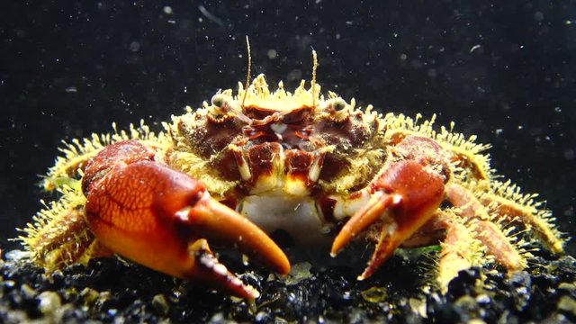 Hairy crab (Pilumnus hirtellus), medium shot. Black Sea. Ukraine.