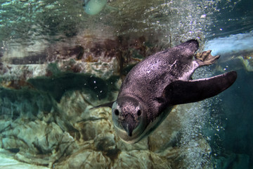 penguin underwater coming to you