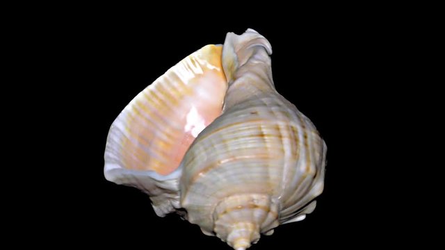 Seashell Isolated on Black Background – Orange and White Seashell