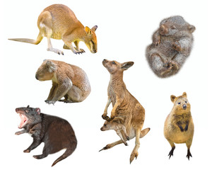 Collage of Australian marsupial mammals, isolated on white background. Wallaby, Tasmanian Devil, Wombat, Kangaroo with Joey, Quokka and Koala. - obrazy, fototapety, plakaty