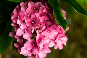 Hydrangea Flowers in the Garden
