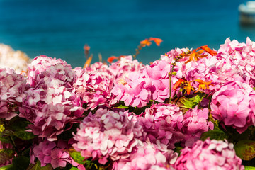 Hydrangea Flowers in the Garden