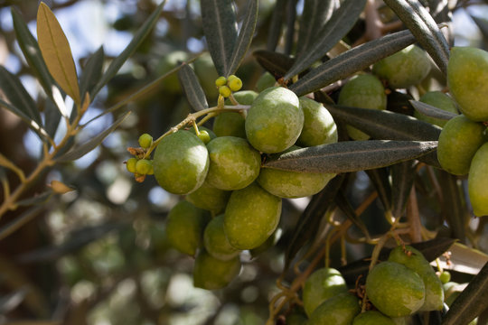 branch with olives on olive tree