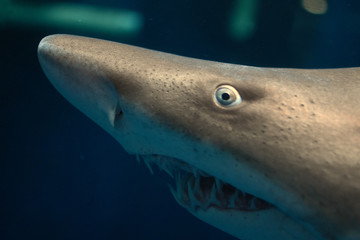 Naklejka premium gros plan sur une tete de requin