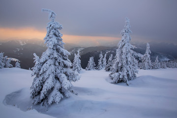 Winter sunset in Slovakia. Velka Fatra mountains under snow. Frozen snowy trees and dark sky panorama.