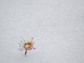margherita nella neve