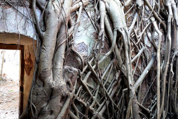 Каменные стены старого заброшенного форта заросшие корнями деревьев