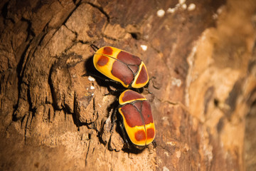 Congo rose beetle