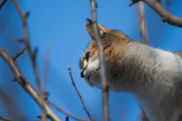 cat sitting on a tree branch