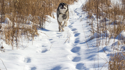 Fototapeta na wymiar funny gray dog running on the snow-covered field