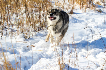 funny gray dog running on the snow-covered field
