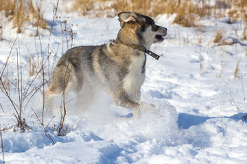 funny gray dog running on the snow-covered field