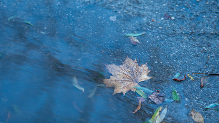 Fototapeta na wymiar Dried Leaves In Water