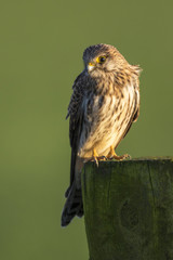 Naklejka premium Common kestrel on a pole in the last light of the day in the meadow in The Netherlands