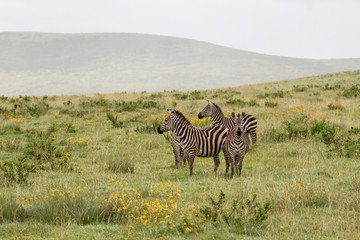Fototapeta na wymiar Zebra om the savanna in the Ngorongoro Crater in Tanzania