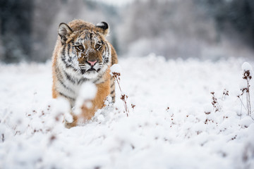Young Siberian tiger walking in snow fields towards the camera