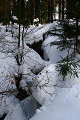Tief verschneiter Wald am großen Arbersee im Bayerischen Wald