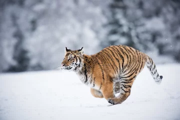 Zelfklevend Fotobehang Jonge Siberische tijger die op volle snelheid over sneeuwvelden rent © Ivana Tačíková