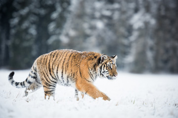 Young Siberian tiger silently walking in snow fields