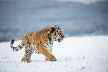 Fototapeta premium Young Siberian tiger walking in snow fields