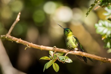 Perched Sapphire-vented Puffleg