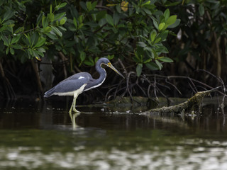 Tricolored Heron Fishing on the Pond 