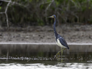 Tricolored Heron Fishing on the Pond 