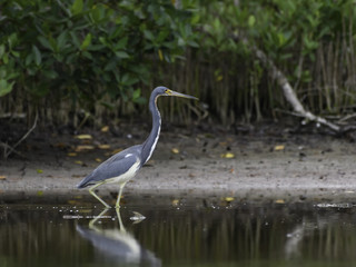 Tricolored Heron Fishing on the Pond
