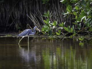 Tricolored Heron Caught a Fish