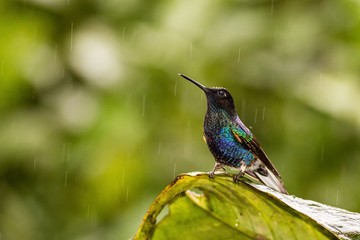 Velvet-purple Coronet in the rain