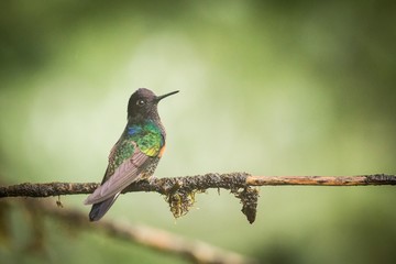 Velvet-purple Coronet in the rain