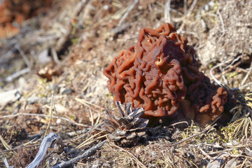 false morel