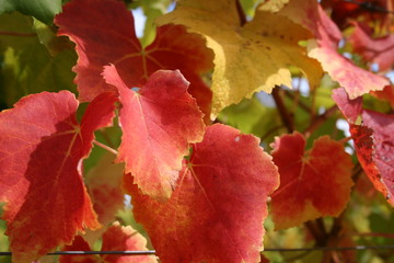 Vineyard Fall Color