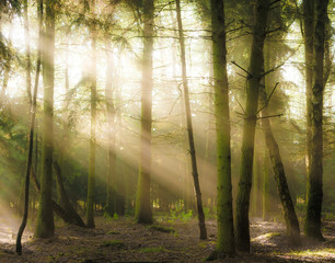 Coniferous forest backlit by the rising sun on a foggy summer day. Selective focus blurry objects