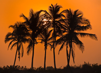 Palms and sun, tropical sunrise taken in Goa, India. Palm trees sunrise golden sky back light 