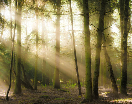 Fototapeta Coniferous forest backlit by the rising sun on a foggy summer day. Selective focus blurry objects
