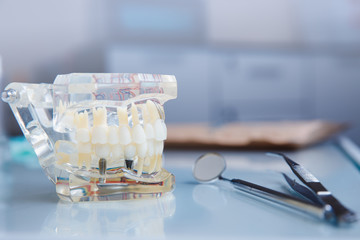 Stomatology. Plug-in glass jaw mock-up for training students of dentists, dentists. Tool.