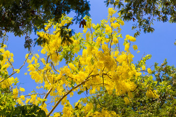 Golden shower tree with blue sky background.