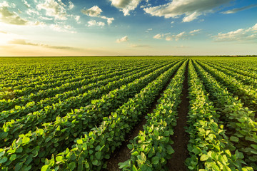 Green ripening soybean field, agricultural landscape - obrazy, fototapety, plakaty